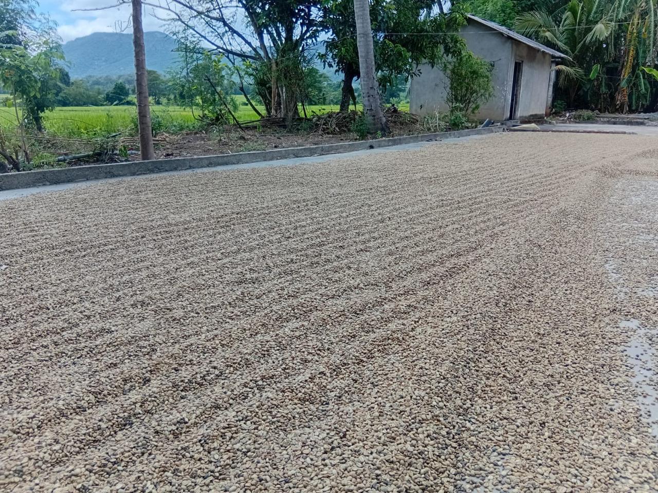 Surya Coffee - Specialty Coffee - Image 2