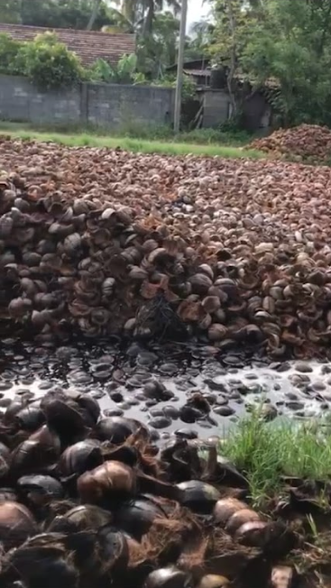 Hanjo Farm - Image 4